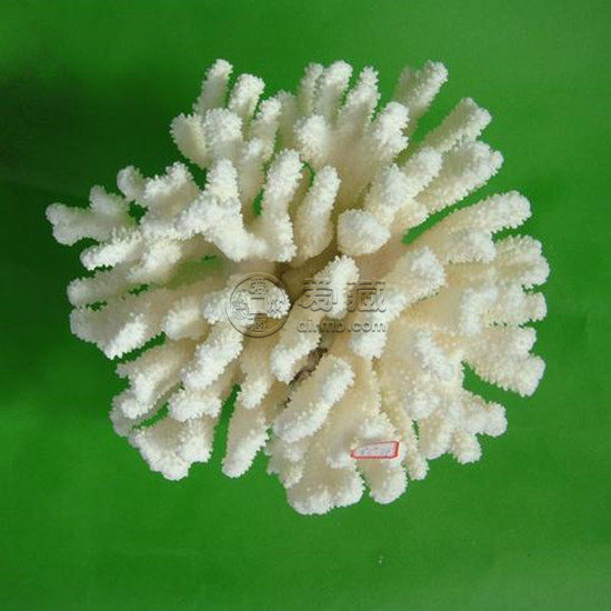 摆放白珊瑚禁忌 摆放白珊瑚的作用