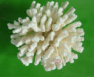 摆放白珊瑚禁忌 摆放白珊瑚的作用