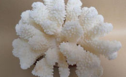 天然白珊瑚多少钱一克 天然白珊瑚图片介绍