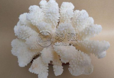 天然白珊瑚多少钱一克 天然白珊瑚图片介绍