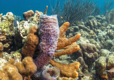 珊瑚礁图片 珊瑚礁是怎么形成的
