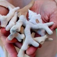 珊瑚礁和珊瑚的区别   两者的形成