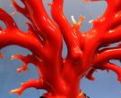 红珊瑚用火烧鉴别真假   红珊瑚怎么鉴别