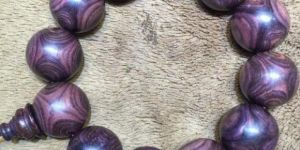 海黄紫油梨为什么没有气味 海黄紫油梨特征