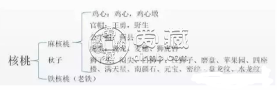 文玩核桃分类图解 文玩核桃分类详解