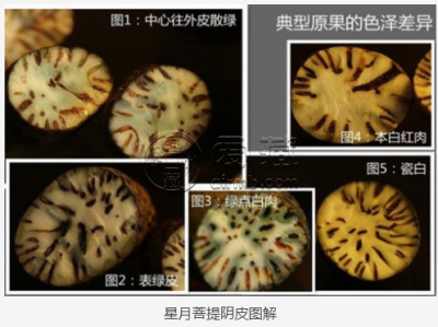 阴皮星月菩提好不好 什么是阴皮星月菩提