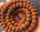 小金刚菩提什么样的最好   金刚菩提怎么选