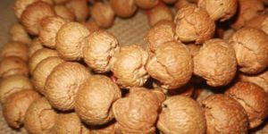史上最全的菩提子大全 菩提子种类大全详解