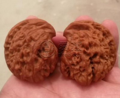 文玩核桃怎么看野生 怎么分辨