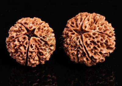 金刚菩提落地红介绍 金刚菩提落地红辨别