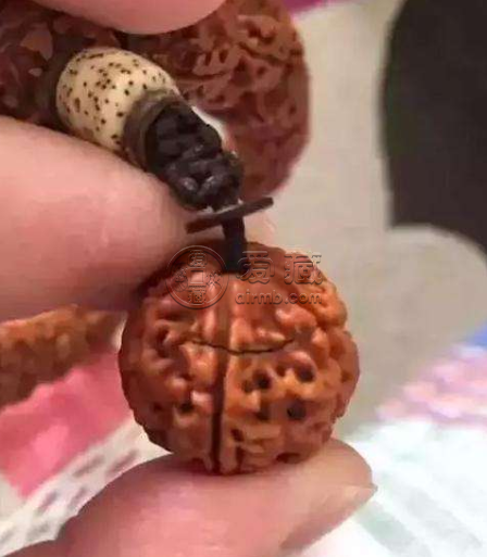 金刚菩提开裂了怎么处理   金刚菩提为什么会开裂