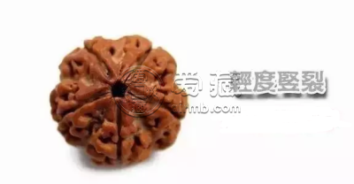 金刚菩提每个都有横裂和竖裂 金刚菩提的横裂和竖裂