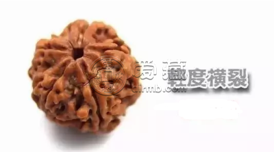 金刚菩提每个都有横裂和竖裂 金刚菩提的横裂和竖裂