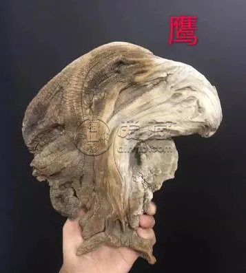 崖柏和坡柏区分照片   崖柏的特征
