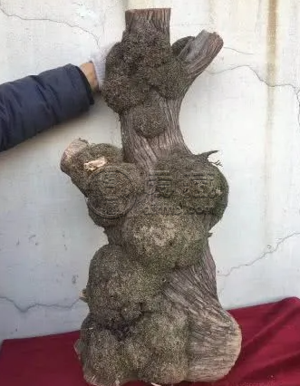 崖柏和坡柏区分照片   崖柏的特征