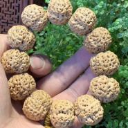 什么叫金刚菩提蜂王 金刚菩提蜂王好吗