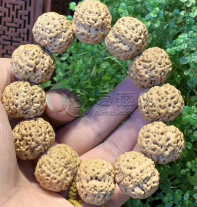 什么叫金刚菩提蜂王 金刚菩提蜂王好吗