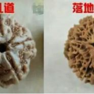 印尼金剛就是落地紅嗎 它們之間有什么區別