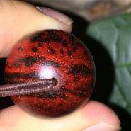 顶级小叶紫檀老料图片 顶级小叶紫檀老料怎么样