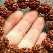 7瓣金刚菩提寓意 7瓣金刚菩提代表什么