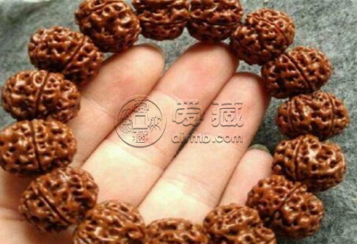 7瓣金刚菩提寓意 7瓣金刚菩提代表什么