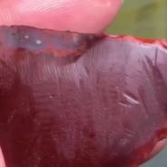 南红锦红柿子红对比 哪个更好呢