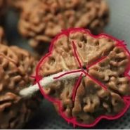 小金剛梅花樁什么檔次 小金剛梅花樁好不好