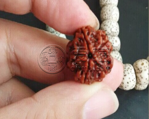 小金刚梅花桩什么档次 小金刚梅花桩好不好