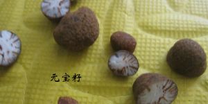 最好的星月菩提是哪种 星月菩提分类
