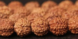 梅花樁金剛菩提 梅花樁金剛菩提好不好