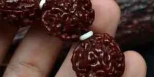 金刚菩提用什么能快速变红 金刚菩提变红技巧