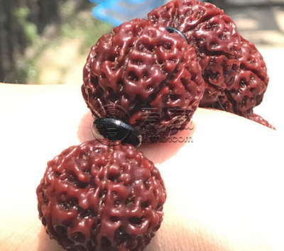 金刚怎么选 金刚图片挑选诀窍