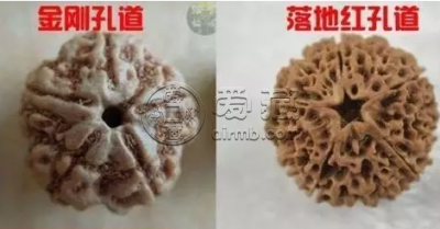 大金刚和落地红的区别 如何正确区别