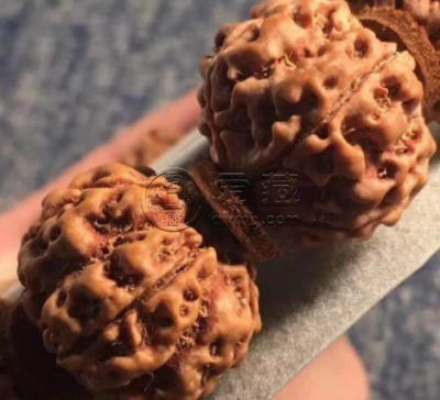 大金刚和落地红的区别 如何正确区别
