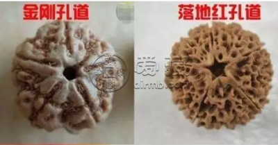大金刚和落地红的区别 如何正确区别