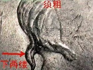 袁大头九年几种版本 袁大头九年大肩章图解