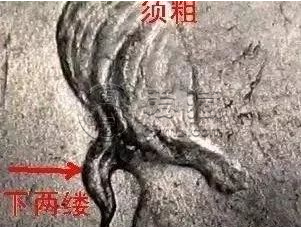袁大头九年中发版 图片及特征