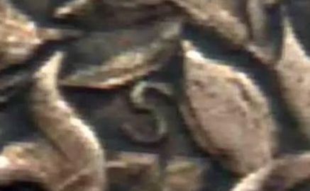 袁大头民国八年造暗记及边齿