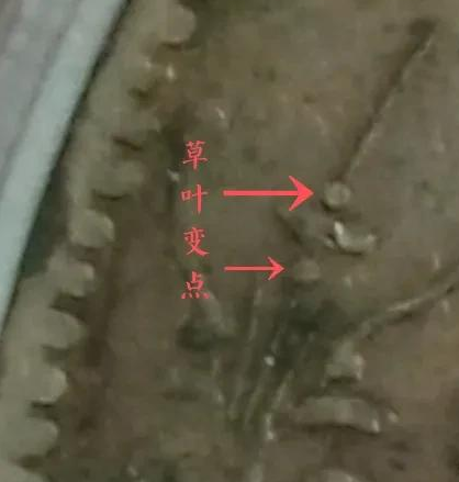 六星孙小头银元点草版图片及市场价 多少钱