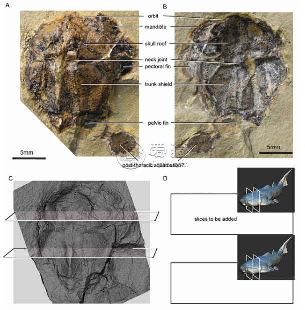 重庆竟发现4.23亿年前袖珍边城鱼   重庆古生物化石有重大发现