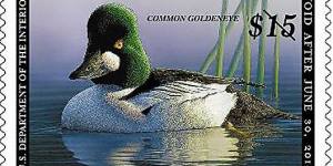 “鸭子邮票”——为保护水禽及湿地而生
