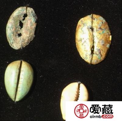 中国古代货币——海贝图片鉴赏