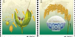 《杂交水稻》特种邮票今日发行