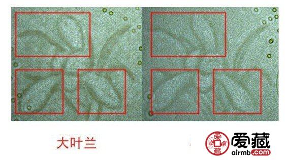 大叶兰和小叶兰的区别图