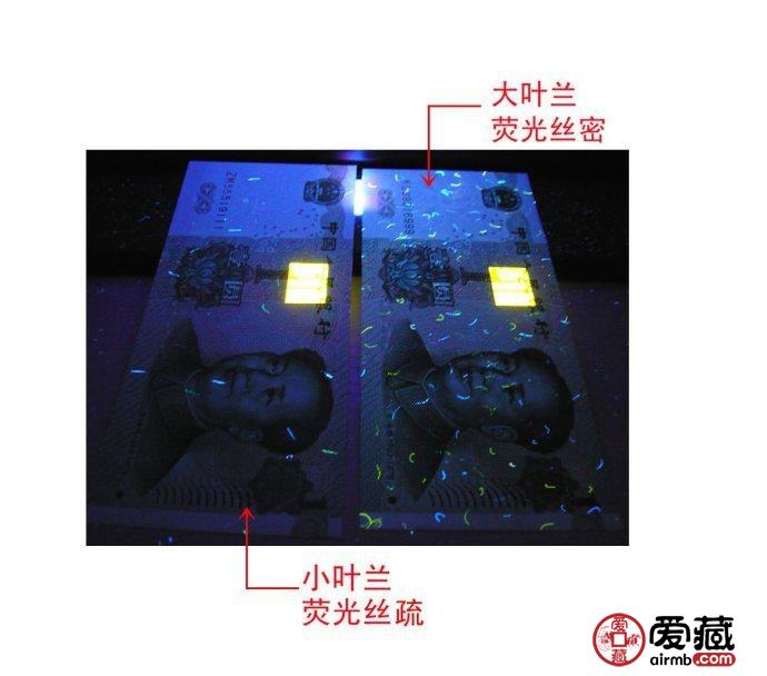 大叶兰和小叶兰的荧光丝正面辨别图