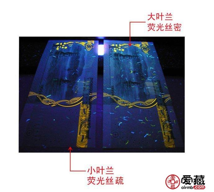 大叶兰和小叶兰的荧光丝背面辨别图