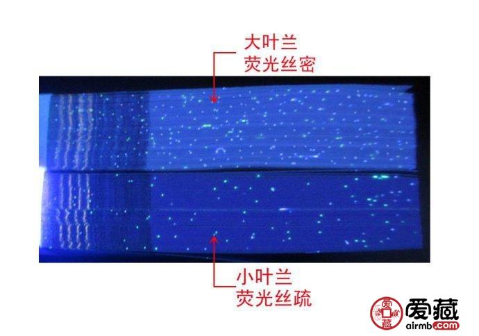大叶兰和小叶兰的荧光丝侧面辨别图