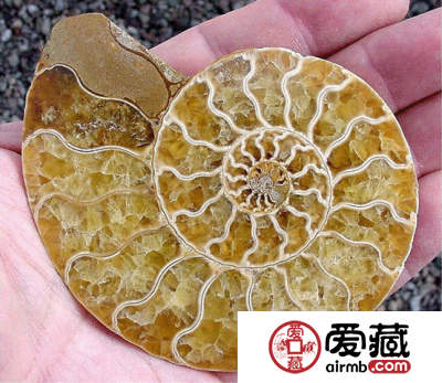 鹦鹉螺化石图片及价格