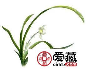 绿色古董之称兰花的投资行情