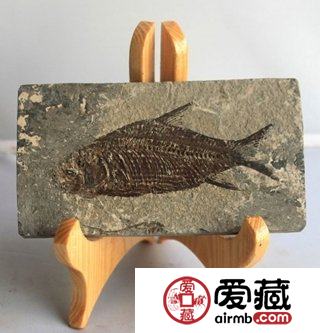 化石图片展示及化石的投资收藏行情分析